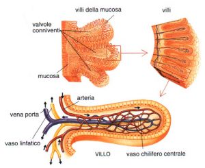 struttura parete intestinale