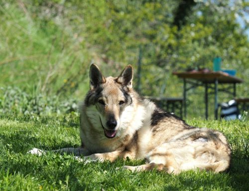 Guya torna a camminare