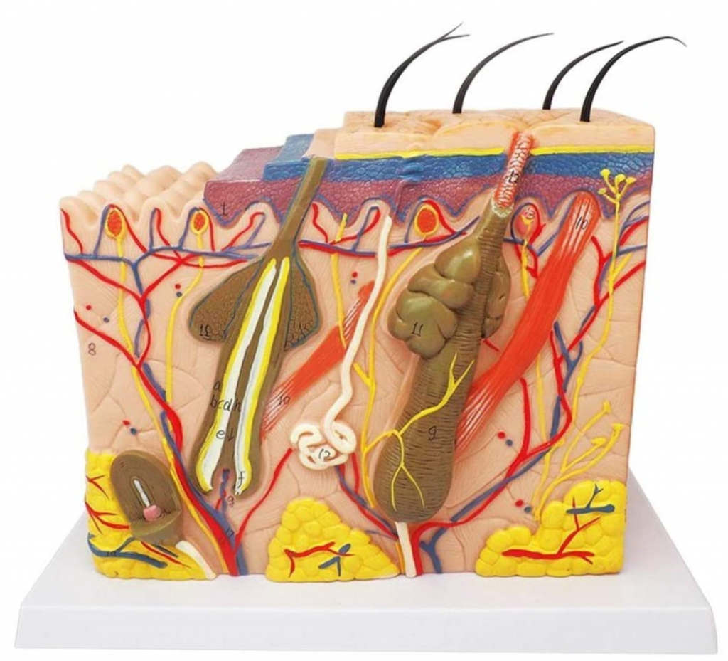 Skin medical model Skin anatomic model