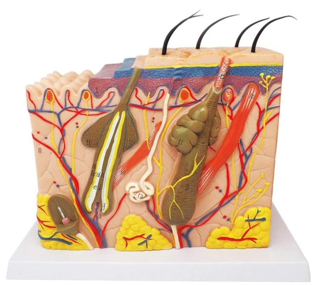 Skin anatomic model 