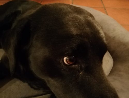 Dermatite da causa ignota nel cane