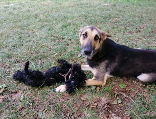 Botulismo alimentare nel cane